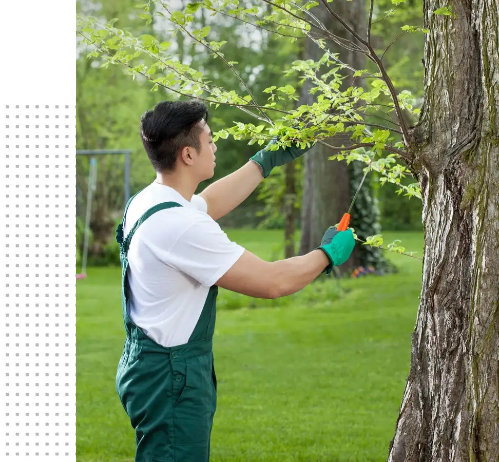 Tree Care Tree care