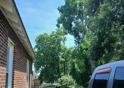 Tree Care