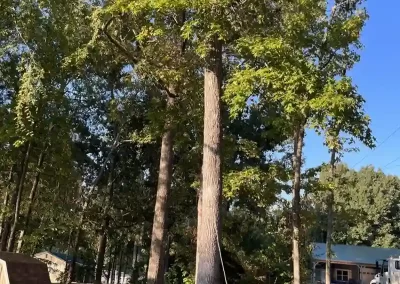 Tree Company