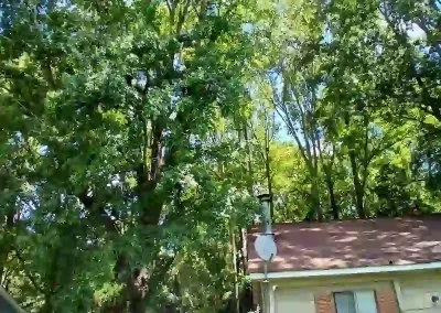 Tree Expert