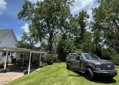 Tree Maintenance