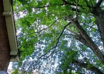 Tree Service
