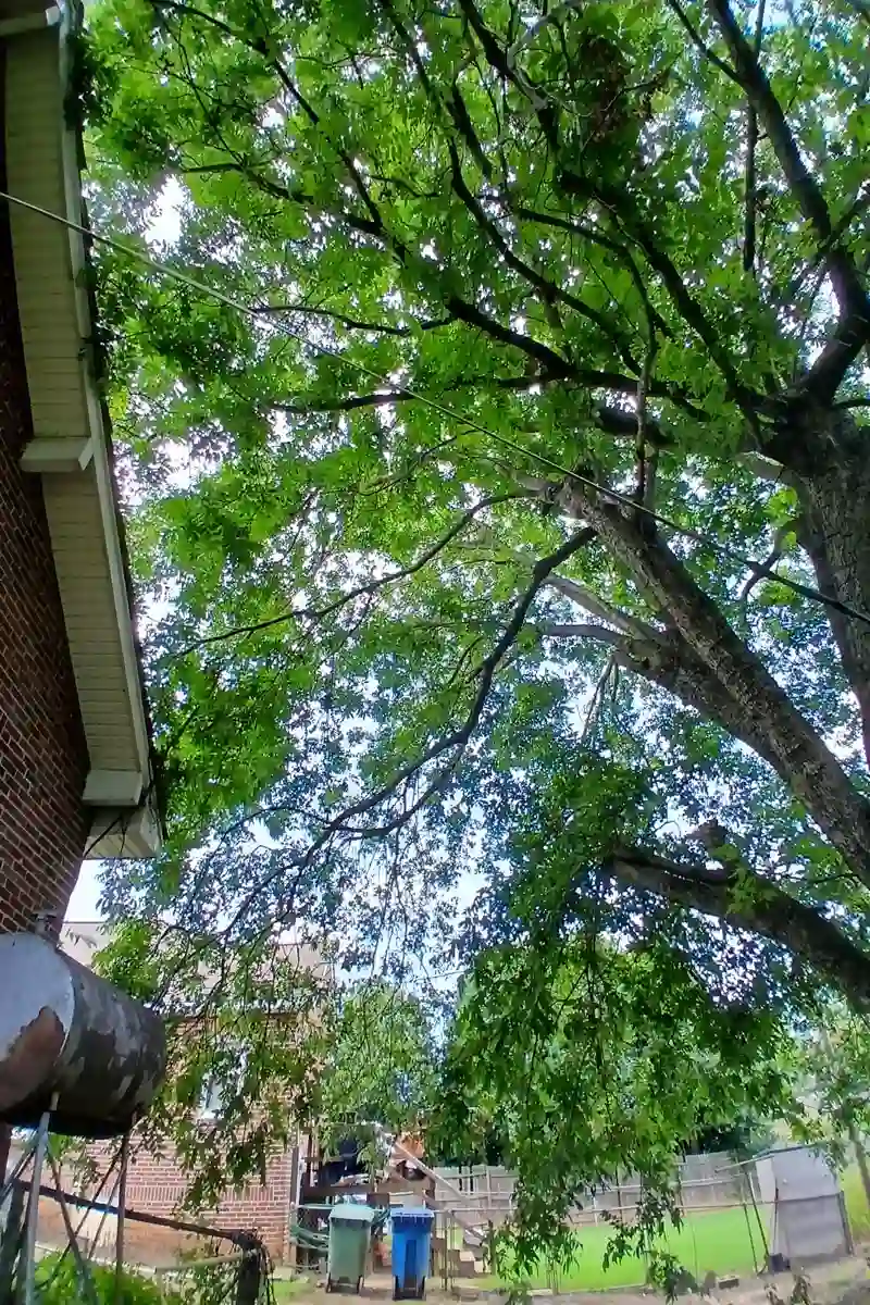 Our tree service at work in Troy, SC.