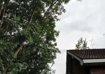 Tree Service