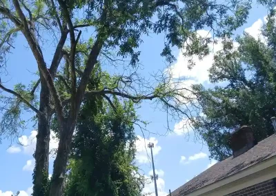 Tree Service