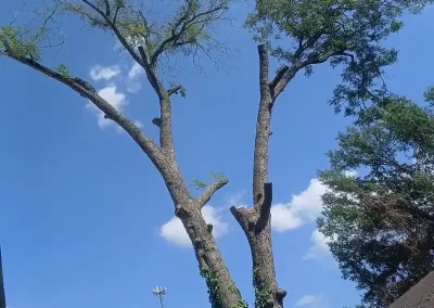 Tree Service