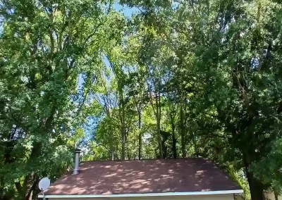 Tree Service