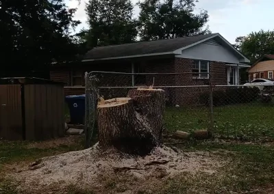 Tree Service