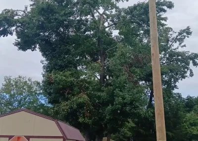 Tree Service