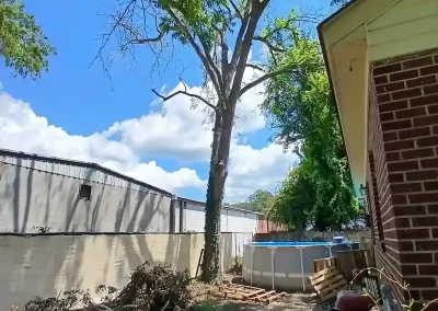 Tree Service