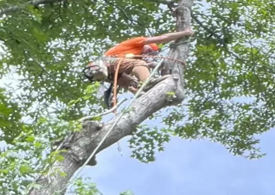 Tree Service