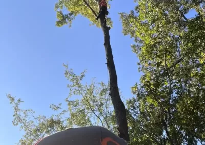 Tree Service