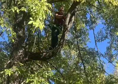 Tree Service