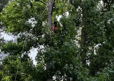 Tree Service