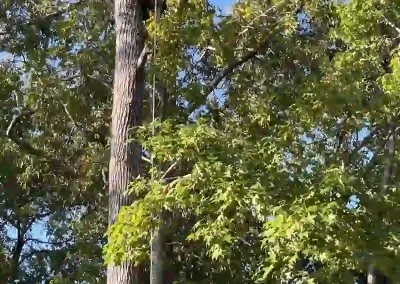 Tree Service