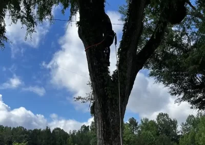 Tree Service