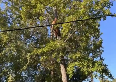 Tree Service