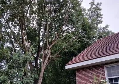 Tree Service