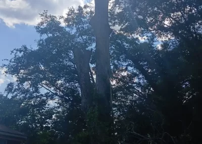 Tree Service