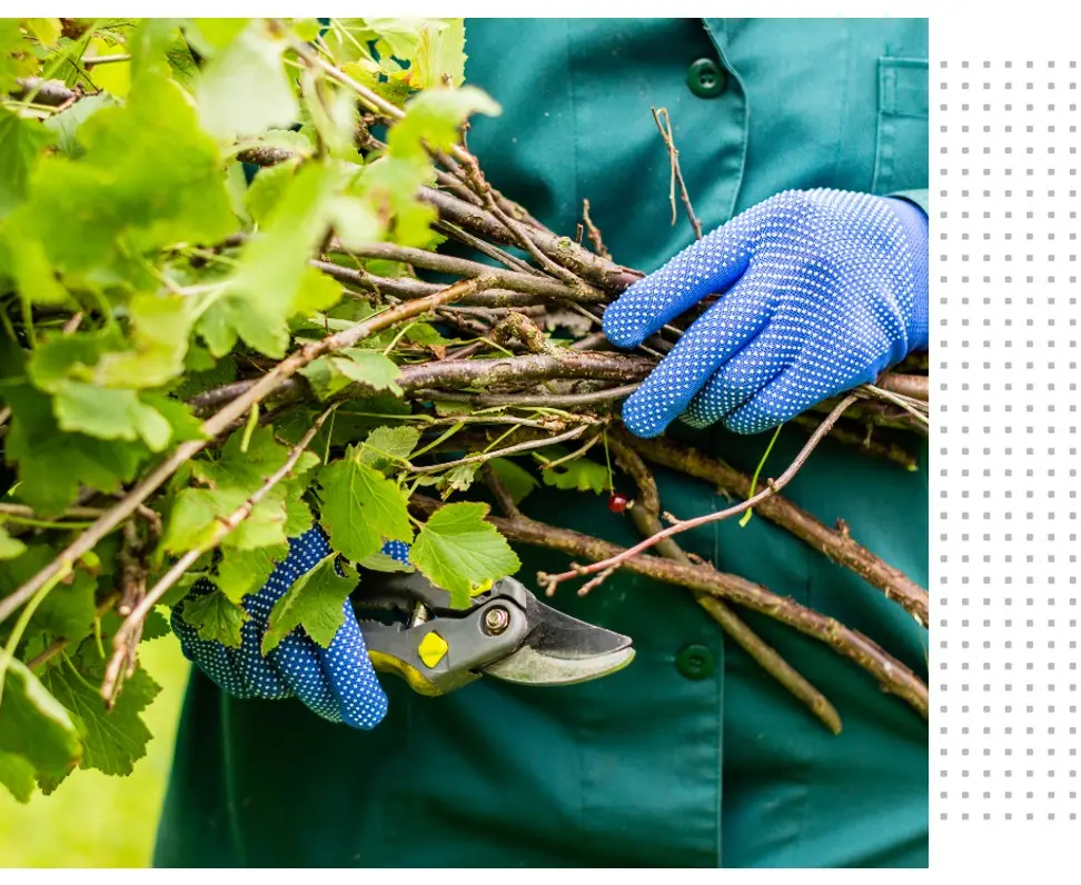 Tree Services Tree Services