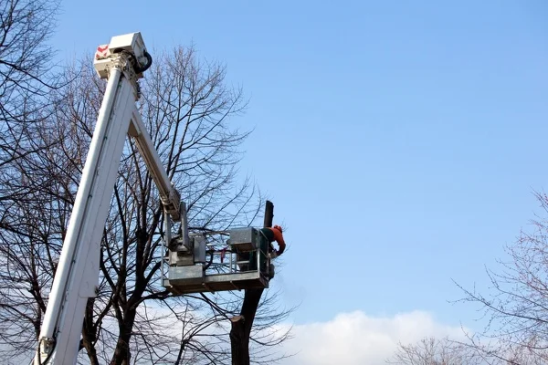 Tree Trimming
