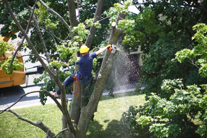 Affordable Tree Removal Troy SC