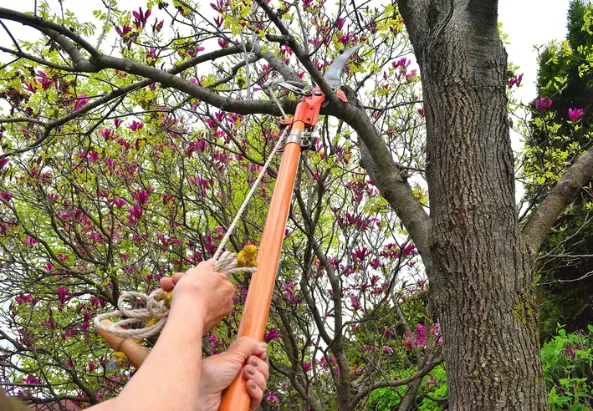 Excellent Tree Removal Troy SC