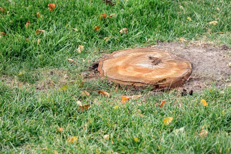 Experienced Stump Grinding Troy SC