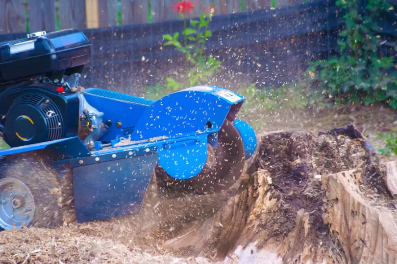 How Stump Grinding Improves Your Landscape’s Appearance Troy SC