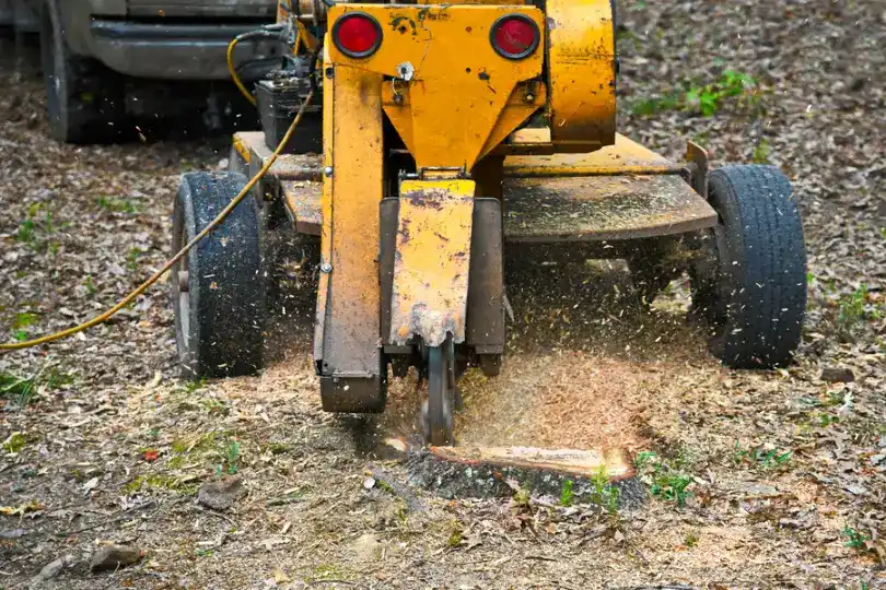 How Stump Grinding Improves Your Landscape’s Appearance in Troy SC