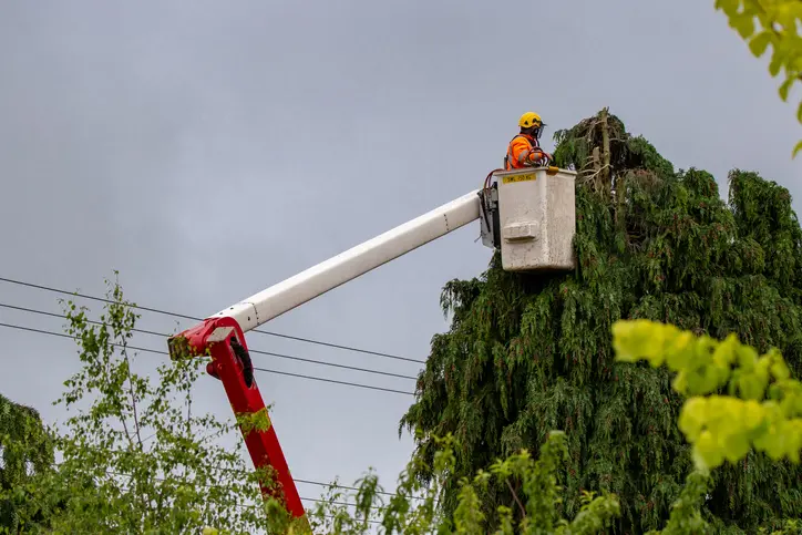 Professional Tree Trimming Troy SC