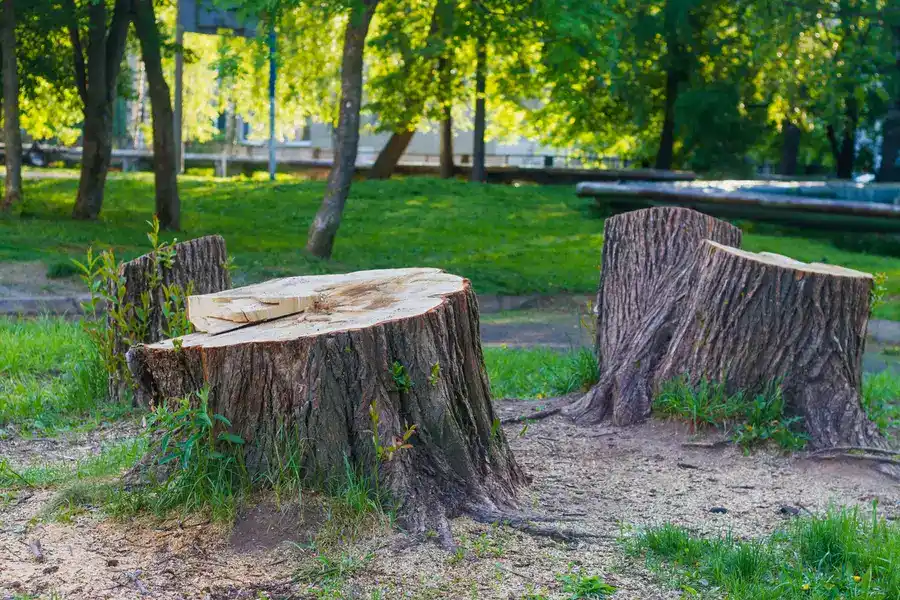 Quality Stump Removal Troy SC