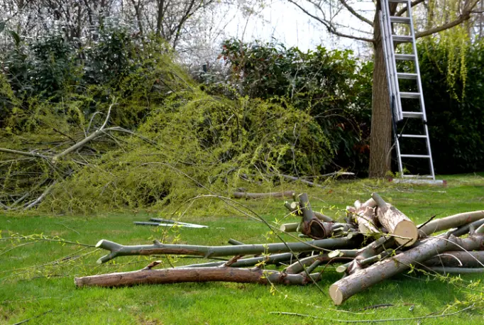 Reliable Tree Removal Troy SC