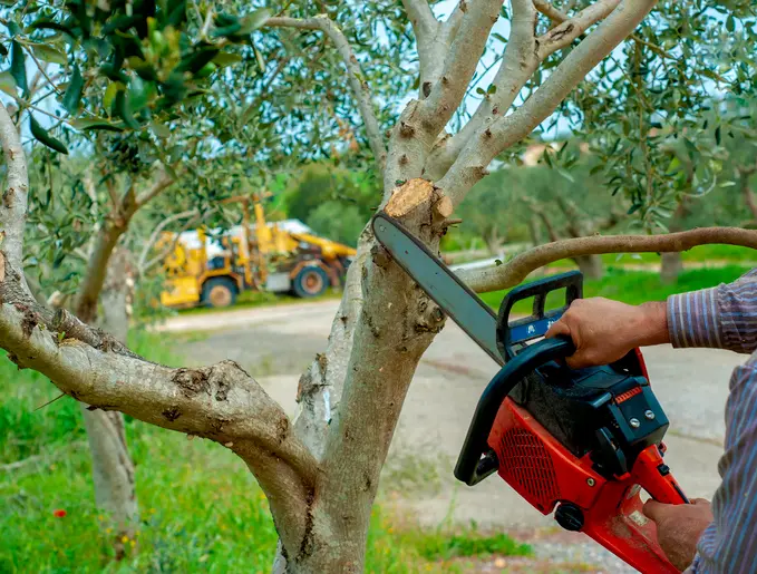 Reputable Tree Trimming Troy SC
