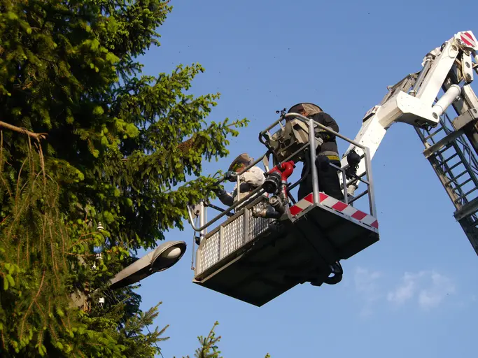 The Benefits Of Regular Tree Trimming For Tree Health Troy SC