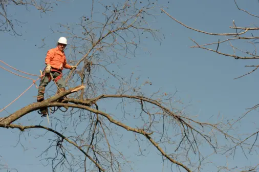 The Benefits Of Regular Tree Trimming For Tree Health in Troy SC