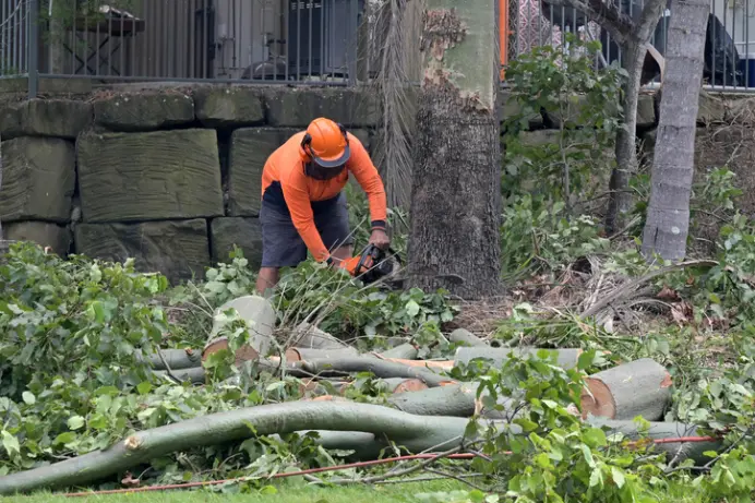 The Risks Of Delaying Tree Removal On Your Property Troy SC