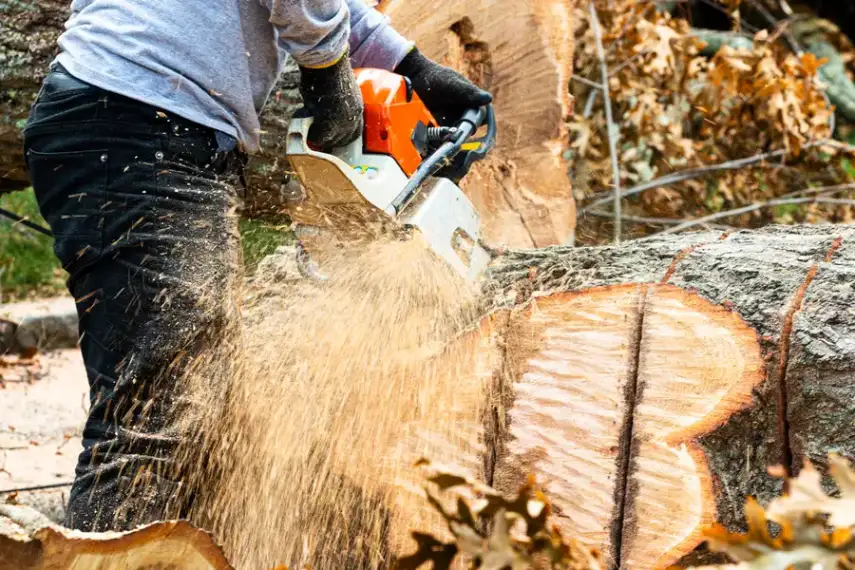 The Step-by-step Process Of Professional Stump Removal in Troy SC