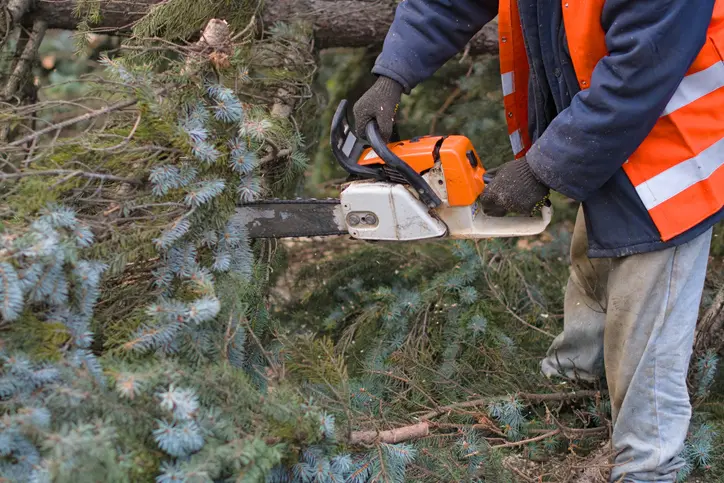 What To Expect During A Professional Tree Removal Service Troy SC