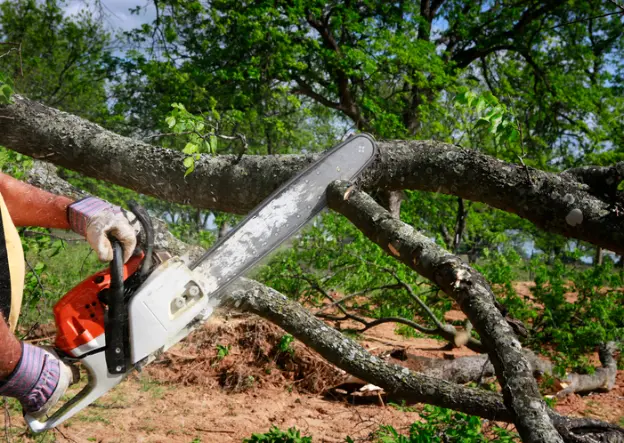 What To Expect During A Professional Tree Removal Service in Troy SC