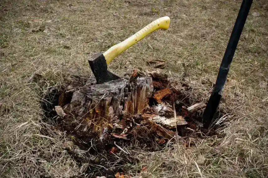 What To Know Before Scheduling A Stump Removal Service Troy SC
