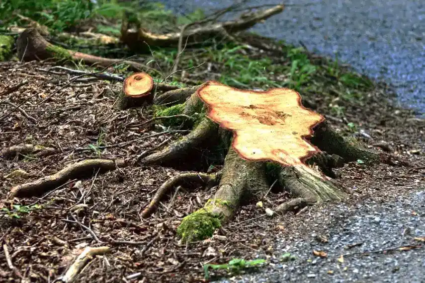 What To Know Before Scheduling A Stump Removal Service in Troy SC