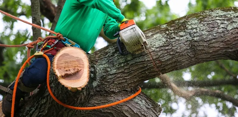 When To Schedule Tree Trimming To Promote Healthy Growth Troy SC