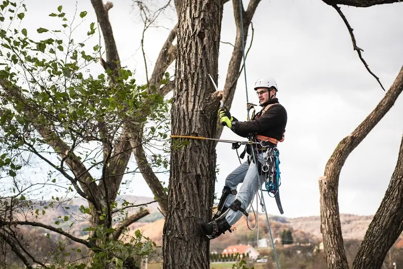 When To Schedule Tree Trimming To Promote Healthy Growth in Troy SC